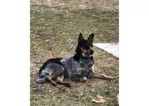 Full Blooded Blue Heelers